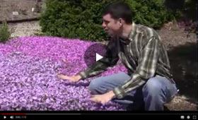 How to Grow and Care for Phlox Video