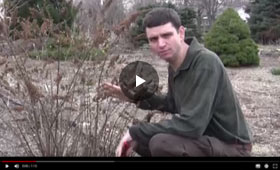 How to Prune Shrubs in Early Spring