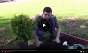 Guide to planting small trees and shrubs