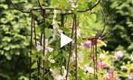 Springtime clematis prep