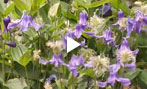 Why shrub clematis?