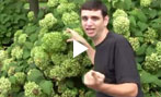 How to Care for Your Hydrangea