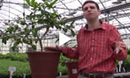 How to Care for your Indoor Citrus Plant and Winter Pollination Tips Video
