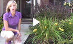How to Clean Your Daylily Flower Beds