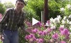 How to Grow and Care for Lilac Plants Video