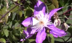 How to care for Clematis Vine
