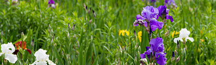 Irises