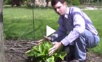 The Benefits of Gardening in the Shade with Hostas Part - 2