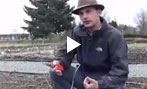 Tree Peony Pruning and Care Tips