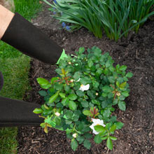 Pruning Gardening Gloves- Green-Large