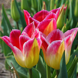 Lily Flowering Tulip Romano