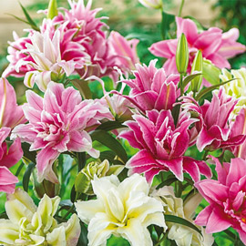 Roselilies Mixed Lilies