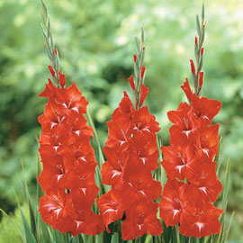 Gladiolus Traderhorn