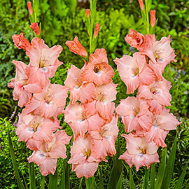 Gladiolus Spic and Span