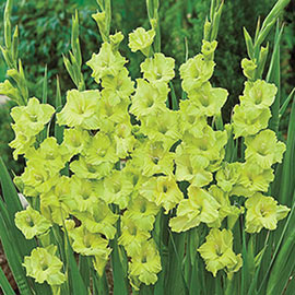 Gladiolus Green Star