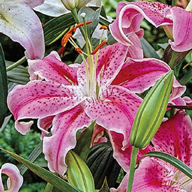 Fragrant Oriental Lilies