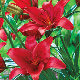 Asiatic Lily Prunotto