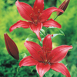 Asiatic Lily Prunotto
