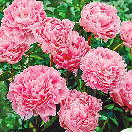 Double Peony Light Pink