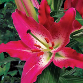Oriental Lily Entertainer