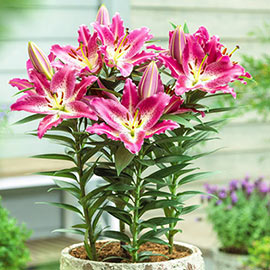 Oriental Lily Entertainer