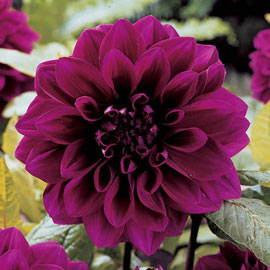 Colorful Decorative Dahlia Thomas Edison