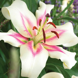 Oriental Lily Bonbini