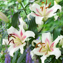 Oriental Lily Bonbini | K. van Bourgondien