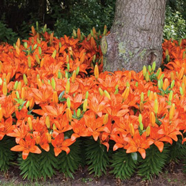 Border Lilies Abbeville's Pride<sup>®</sup>