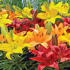 Asiatic Border Lilies Mixed