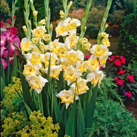 Hybrid Gladiolus Buggy