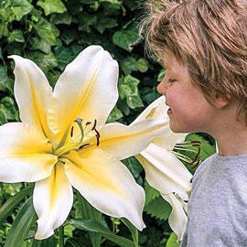 Giant Lilies