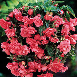 Double Hanging Basket Begonias Pink