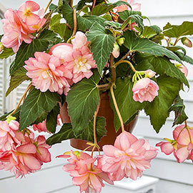 Double Hanging Basket Begonias Pink