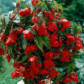 Double Hanging Basket Begonias Scarlet