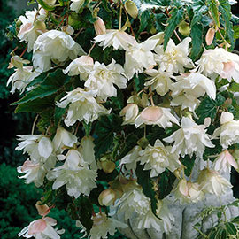 Double Hanging Basket Begonias White