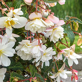 Double Hanging Basket Begonias White