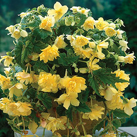 Double Hanging Basket Begonias Yellow