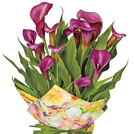 Free-Flowering Hybrid Calla Lily Purple Sensation
