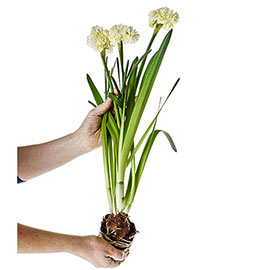 Summer Daffodil (Narcissus Erlicheer)
