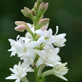 Tuberoses (Polianthes) The Pearl