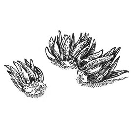 Ranunculus Mixed (Persian Buttercup)