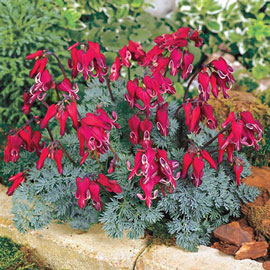 Dicentra Burning Hearts<sup>®</sup>