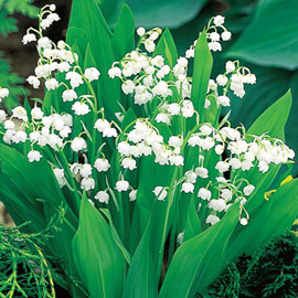 Convallaria majalis (Lily-of-the-Valley)