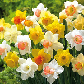 Mixed Daffodils