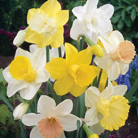 Mixed Trumpet Daffodils for Naturalizing