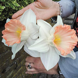 Trumpet Daffodil British Gamble