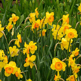 Large Cupped Daffodil Delibes