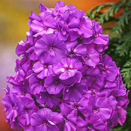 Blue Boy Hybrid Tall Phlox