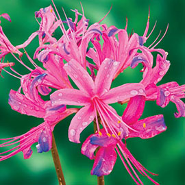 Lycoris sprengeri (Electric Blue Spider Lily)